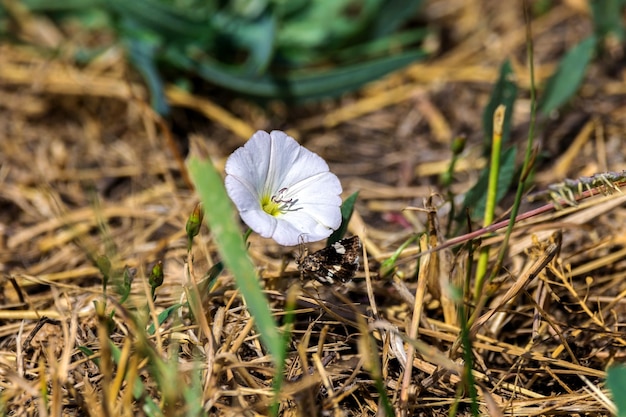 Pianta di fiori di campo di convolvolo natura selvaggia sul prato