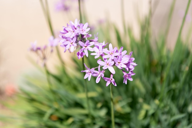 Pianta di fiori di cipolla con messa a fuoco selettiva di fiori lilla