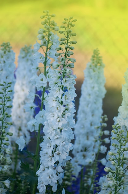 Pianta di fiori di Delphinium con foglie verdi in giardino Giardino bio con piante di fiori di Delphinium Paesaggio con campo di fiori