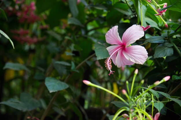 Pianta di fiori di ibisco