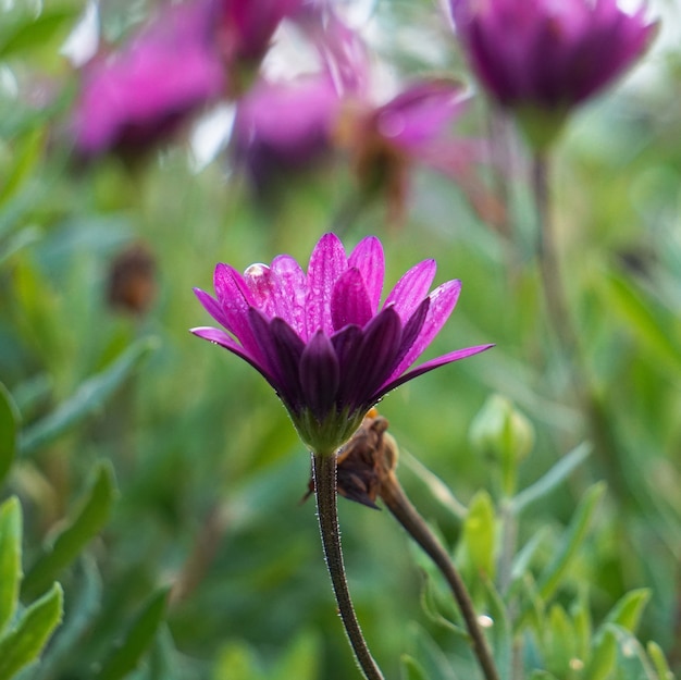 pianta di fiori rosa