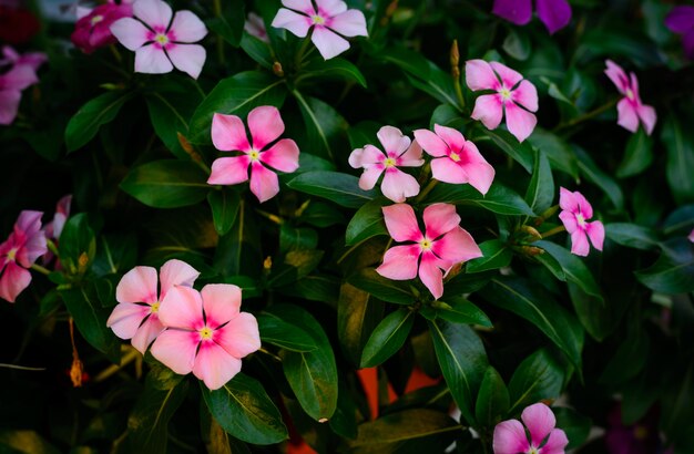 Pianta di fiori rosa