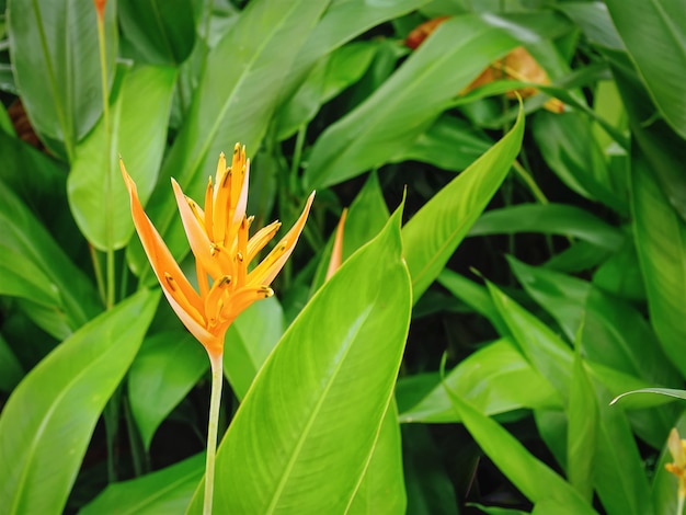 Pianta di fioritura arancio fresca del primo piano sul fondo delle foglie verdi