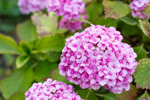 Pianta di fioritura di hortensia nel giardino