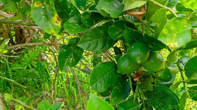 pianta di foglia di tiglio Citrus aurantiifolia in indonesia