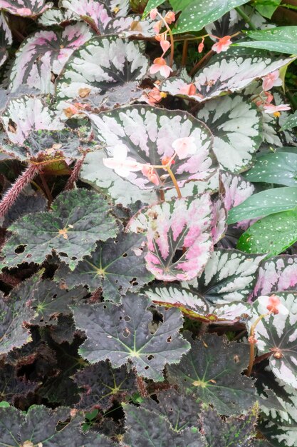 Pianta di foglie verdi nel giardino botanico, foto d'archivio