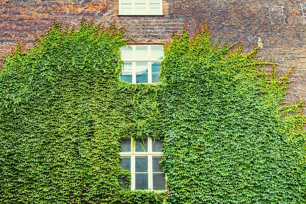 Pianta di foglie verdi sul muro di mattoni della casa.