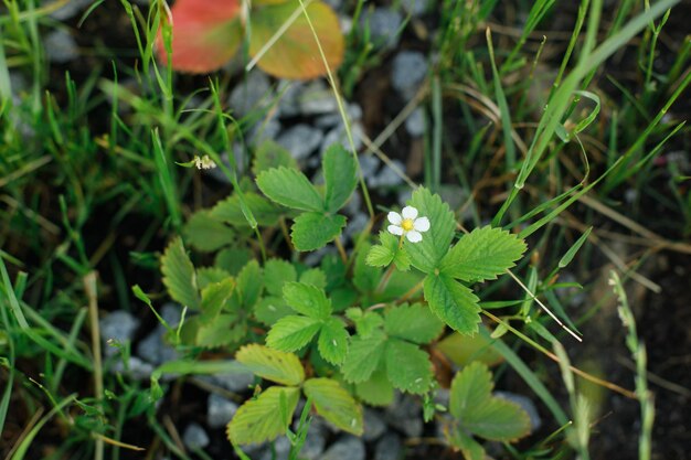 Pianta di fragola che cresce nel giardino urbano Primo piano di foglie e fiori di fragole selvatiche Cibo coltivato in casa e frutti di bosco biologici Orto comunitario