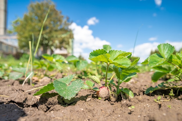 pianta di fragola di fioritura nel campo in un'azienda agricola biologica. copia spazio