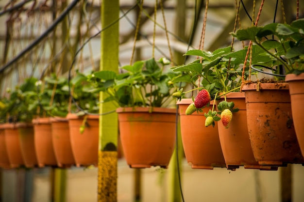 Pianta di fragola in vaso che appende per la vendita