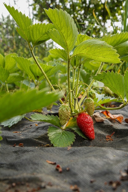 pianta di fragola