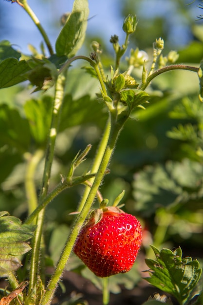 Pianta di fragole Cespuglio di fragole in giardino con bacche mature e fogliame sullo sfondo