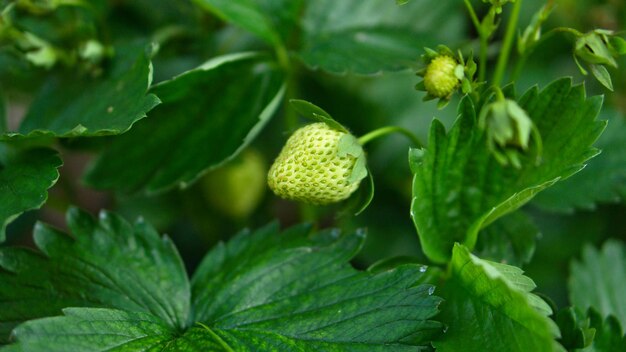 Pianta di fragole con fragola verde in giardino Frutta non ancora matura