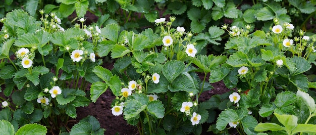 Pianta di fragole Fioritura di fragola Cespugli di fragola Fragole in crescita in giardino