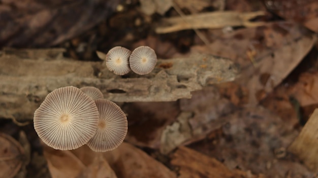 pianta di funghi che cresce su un gambo di banana in decomposizione su uno sfondo naturale sfocato.