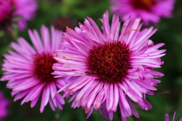 Pianta di ghiaccio viola fiore di campo