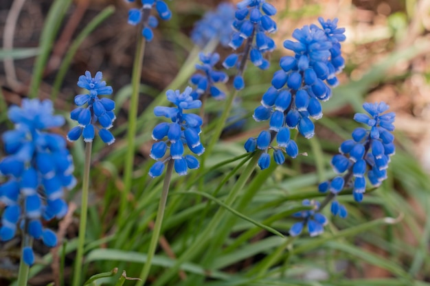 Pianta di giacinto d'uva Bellissimi fiori blu primaverili in fiore