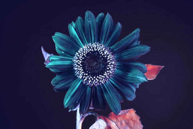 Pianta di girasole astratta luce colorata pianta bella minima su uno sfondo scuro modello per d