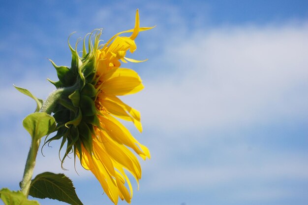 Pianta di girasole comune o albero della flora di Helianthus annuus sul campo del parco giardino nella campagna rurale di Saraburi per i thailandesi e i viaggiatori stranieri visitano e riposano rilassati a Lop buri Thailandia