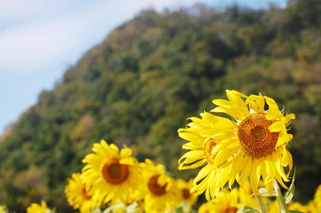 Pianta di girasole comune o albero della flora di Helianthus annuus sul campo del parco giardino nella campagna rurale di Saraburi per i thailandesi e i viaggiatori stranieri visitano e riposano rilassati a Lop buri Thailandia