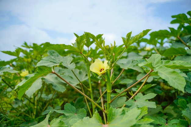 Pianta di gombo o savoiardo al campo agricolo.