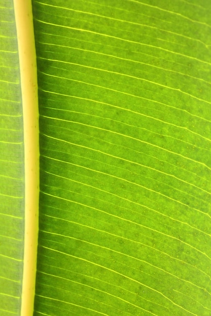 Pianta di gomma foglia verde con macro venature