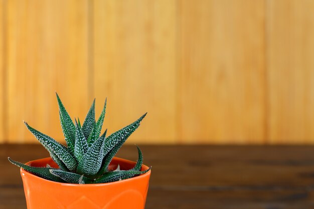 Pianta di Haworthia in vasi su una tavola di legno delle plance