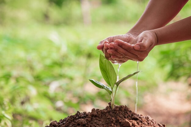 Pianta di innaffiatura della mano della donna in giardino