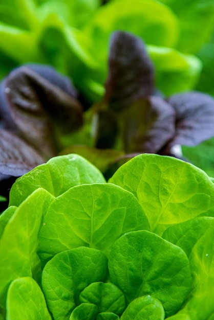 Pianta di insalata di lattuga a foglie verdi fresche biologiche