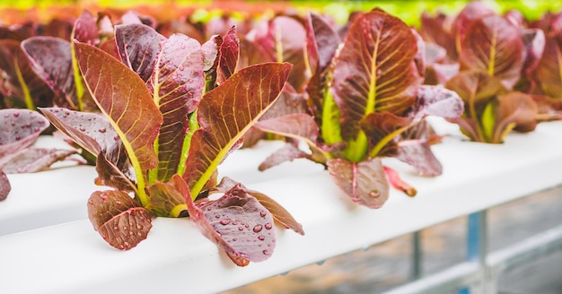 Pianta di insalata di lattuga con foglie rosse organiche fresche nel sistema agricolo di verdure idroponiche