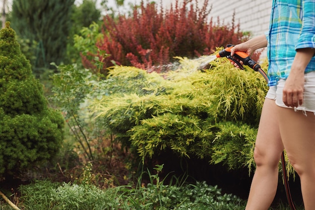 Pianta di irrigazione della donna in giardino in estate