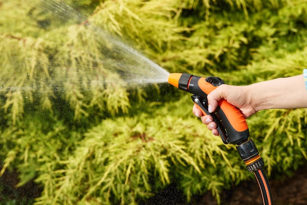 Pianta di irrigazione della donna in giardino in estate