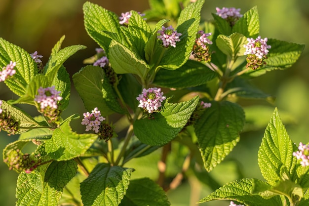 Pianta di lantana ternata