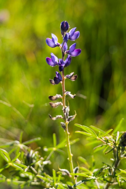 Pianta di lupino Arroyo o Lupinus succulentus con petali viola e viola