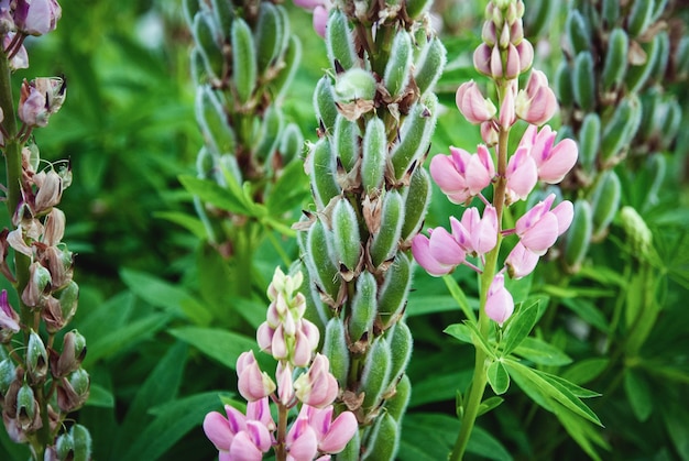 Pianta di lupino con baccelli di semi e fiori rosa Lupinus polyphyllus in giardino