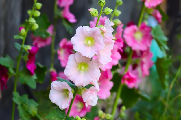 Pianta di malva selvatica in fiore Althaea officinalis Fiori di Malva sylvestris