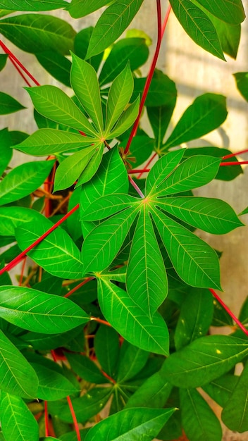 Pianta di manioca pianta ricca di sostanze nutritive le foglie sono commestibili anche come verdura