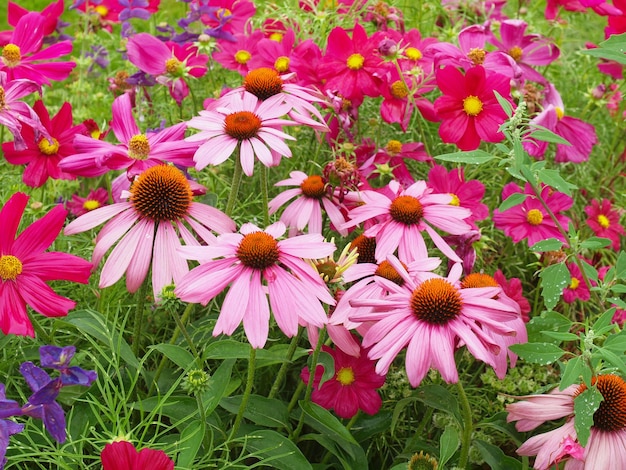 Pianta di margherita (Bellis perennis) fiore rosa