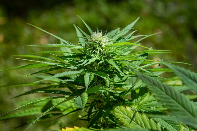 Pianta di marijuana che cresce in un giardino