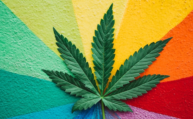 Pianta di marijuana con parete colorata in background - Medicina della cannabis, stile di vita sano e concetto di ecologia