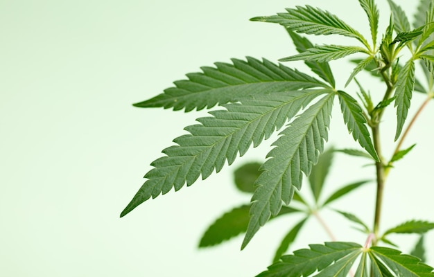 pianta di marijuana di cannabis su uno sfondo verde isolato o una foto a tema da legalizzare
