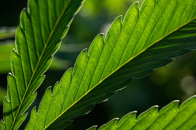 Pianta di marijuana di sfondo foglia di cannabis