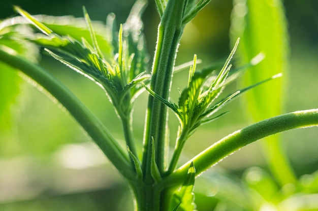 Pianta di marijuana internodo di cannabis