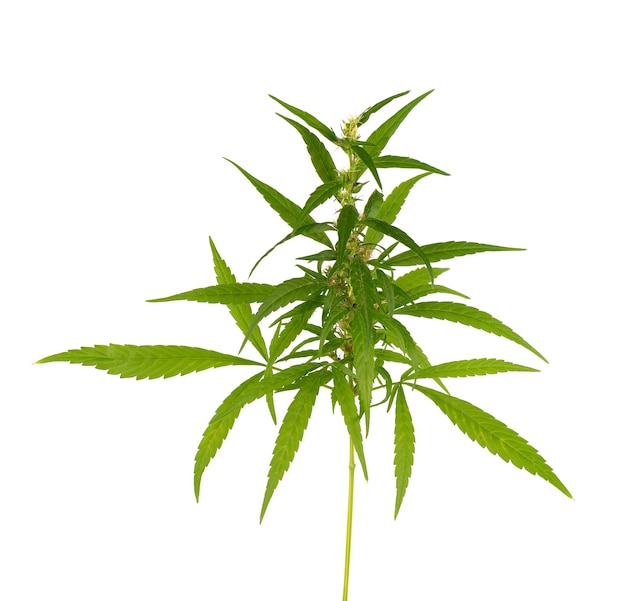 Pianta di marijuana isolata su priorità bassa bianca. Foglia di canapa da vicino. Foglia di cannabis verde.