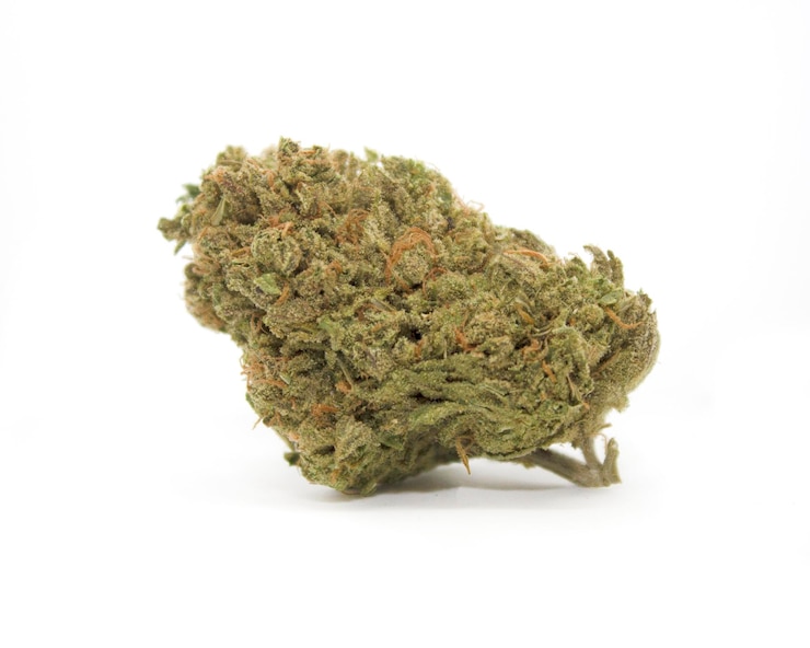 Foto pianta di marijuana medica cannabis ceppo di erbaccia di boccioli di fiori