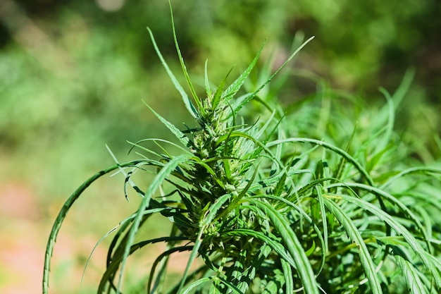 Pianta di marijuana nel giardino di casa, Medical la pianta di cannabis sativa.