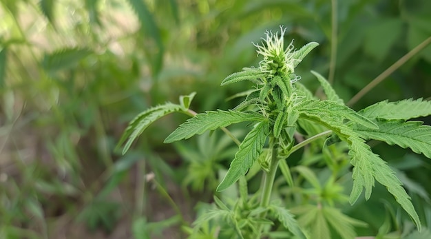 Pianta di marijuana nelle fasi finali della fioritura all'aperto