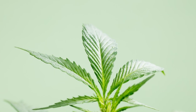 pianta di marijuana sativa all'aperto lascia bella carta da parati sfondo verde