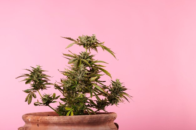 Pianta di marijuana su sfondo rosa