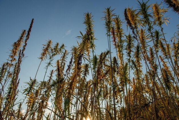 pianta di marijuana